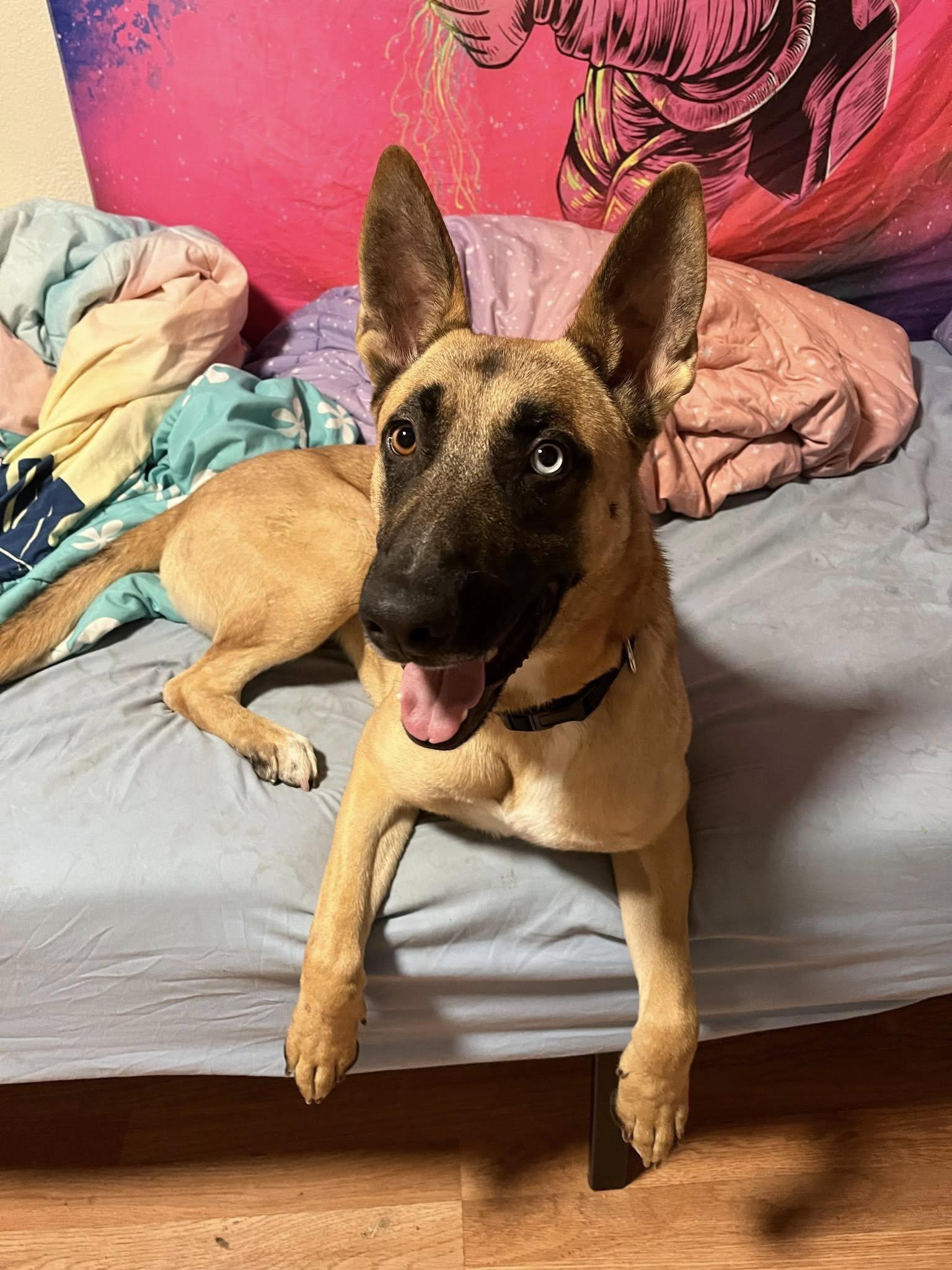 Happy, an adoptable Siberian Husky in Red Bluff, CA, 96080 | Photo Image 3