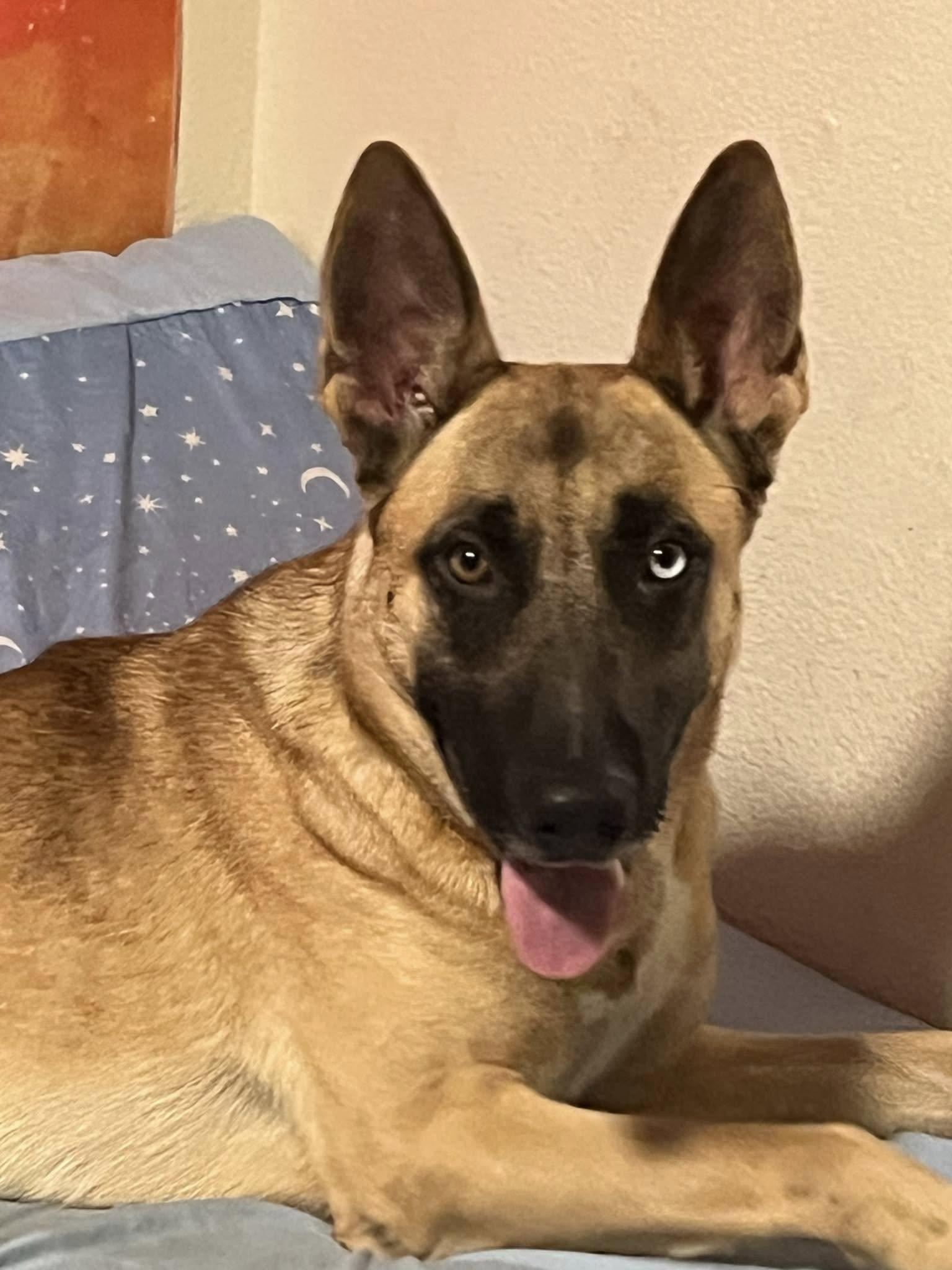 Happy, an adoptable Siberian Husky in Red Bluff, CA, 96080 | Photo Image 4