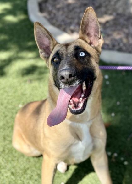 Happy, an adoptable Siberian Husky in Red Bluff, CA, 96080 | Photo Image 5