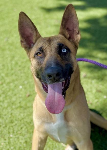 Happy, an adoptable Siberian Husky in Red Bluff, CA, 96080 | Photo Image 1