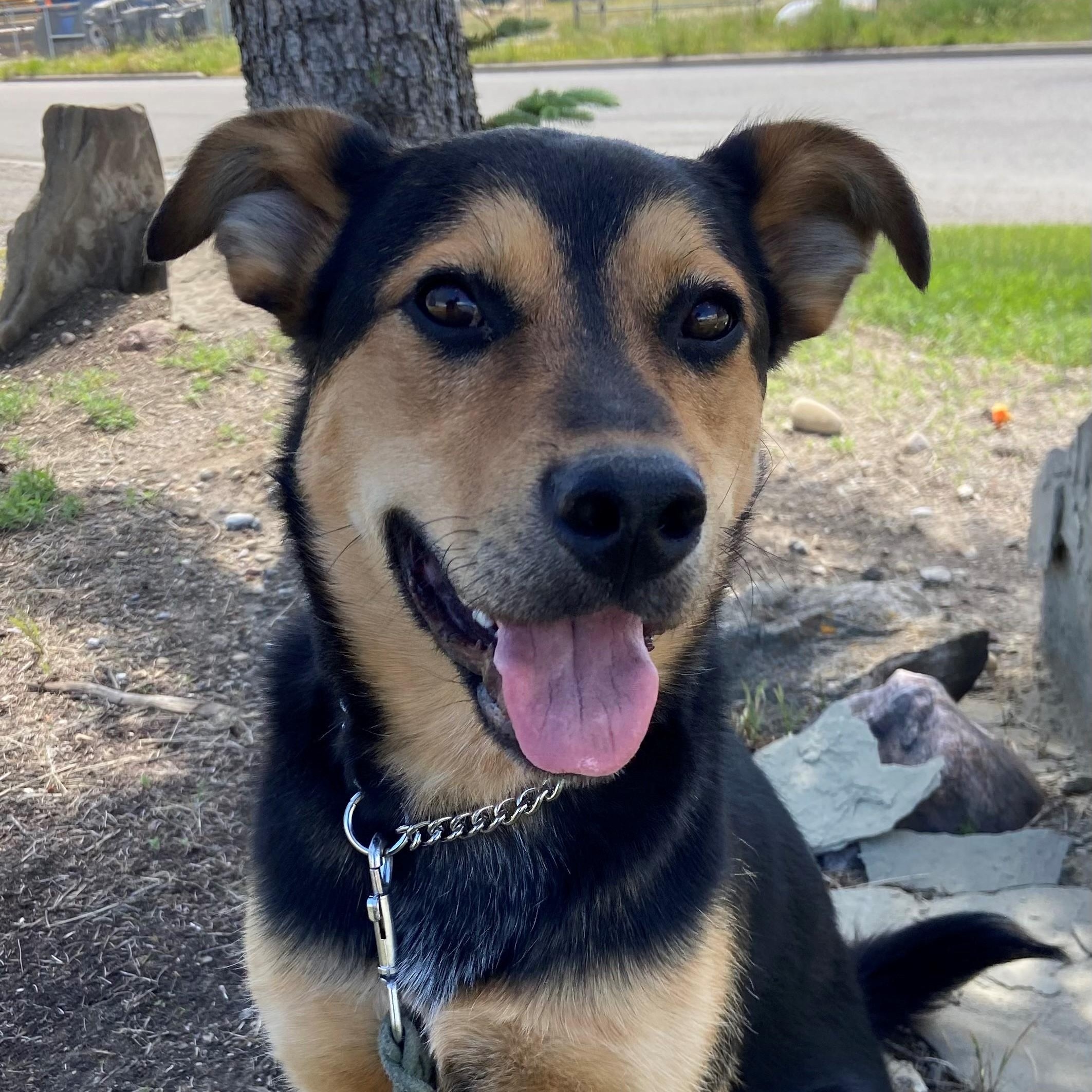 Enlarge Rollo, a ADOPTABLE German Shepherd Dog in Claresholm, AB image 1/1
