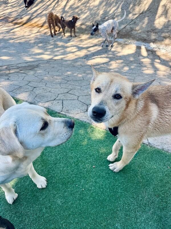 Waffles the Sunlit Sweetheart