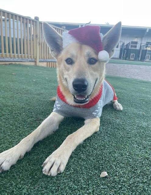 Waffles the Sunlit Sweetheart — thumbnail 3