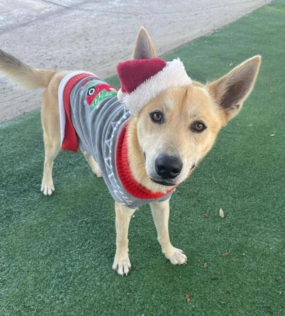 Waffles the Sunlit Sweetheart — thumbnail 4