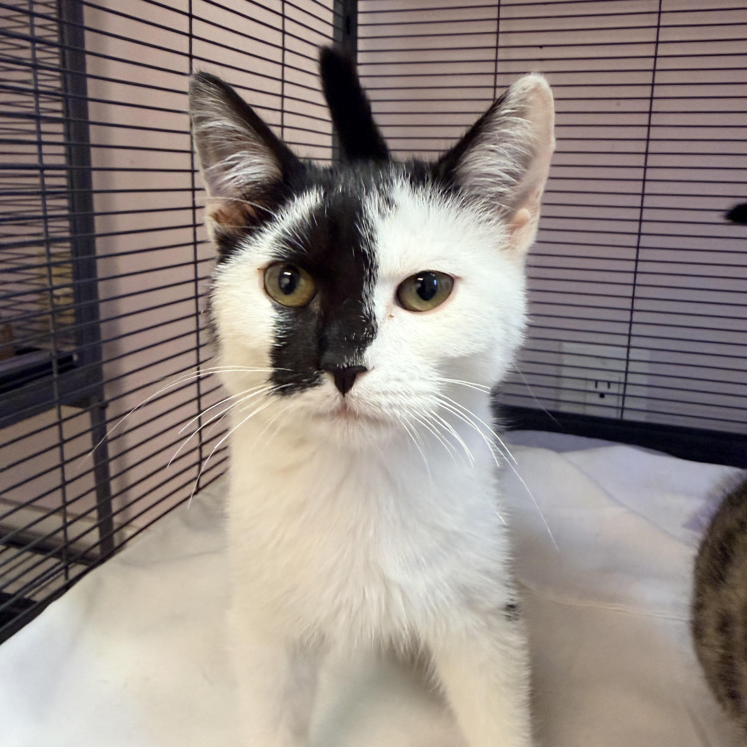 Enlarge Smudge and Raul, a Adopted Domestic Short Hair in Bellmawr, NJ image 1/2