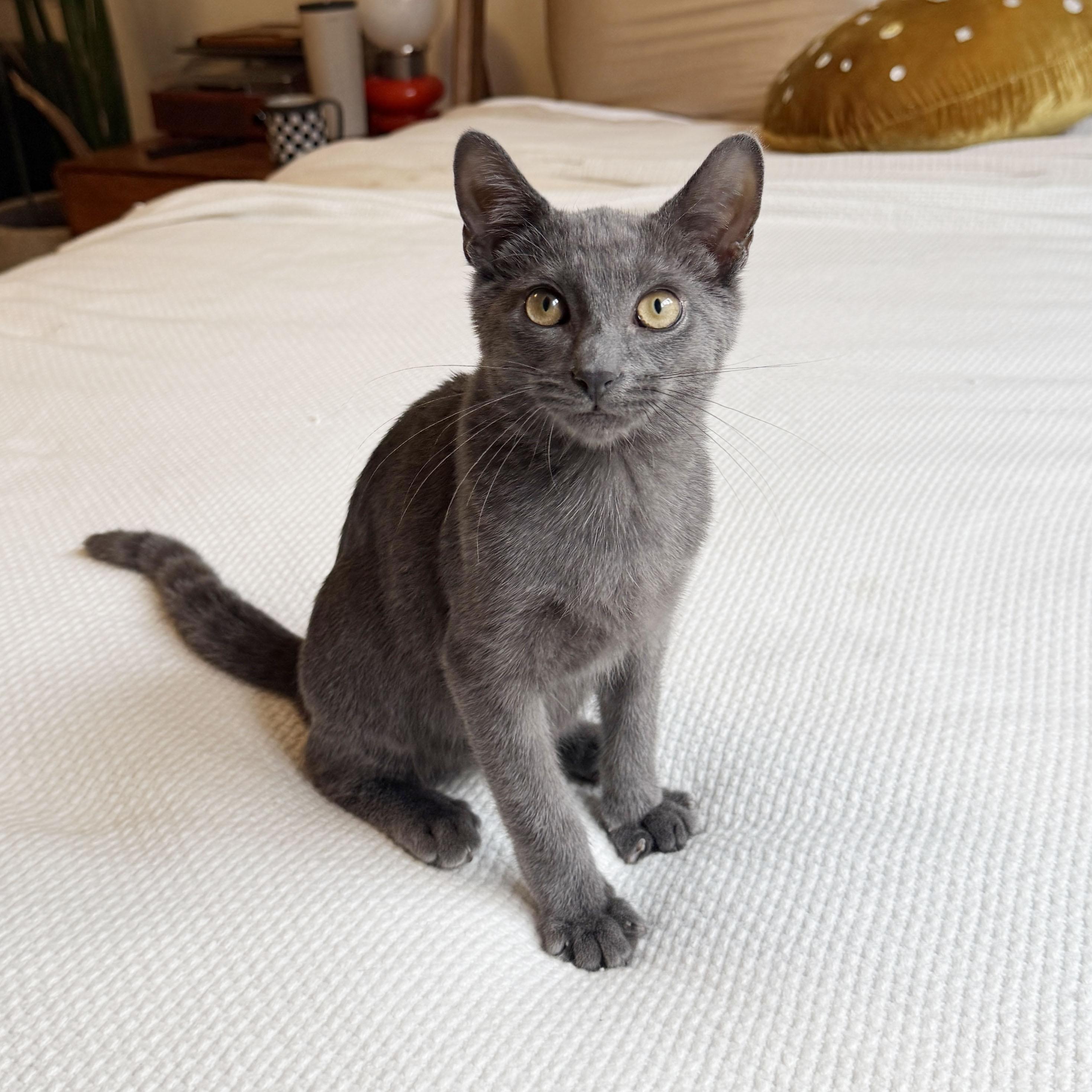 Buoy, ADOPTABLE, Kitten Male Domestic Short Hair.