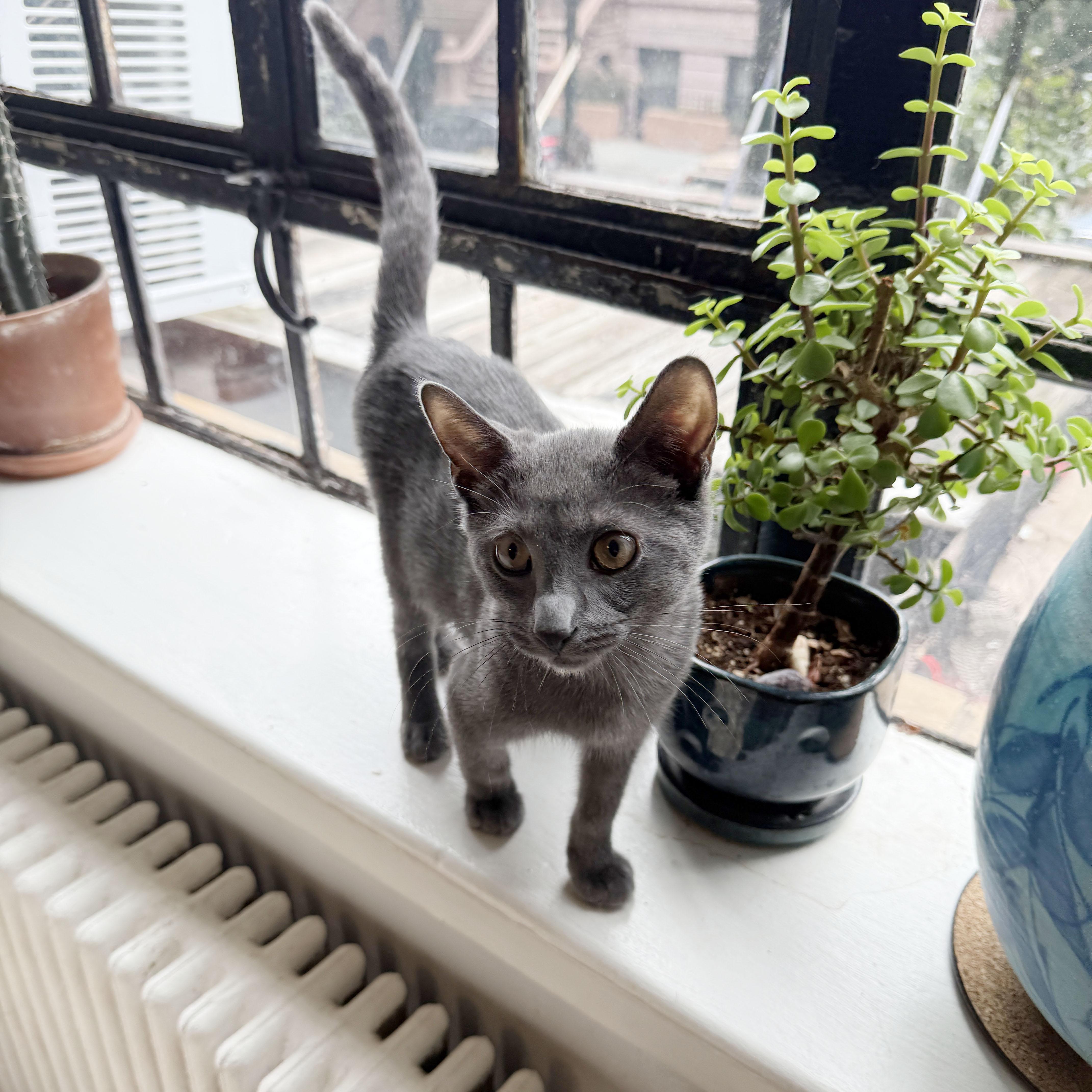 Enlarge Buoy, a ADOPTABLE Domestic Short Hair in BROOKLYN, NY image 2/6
