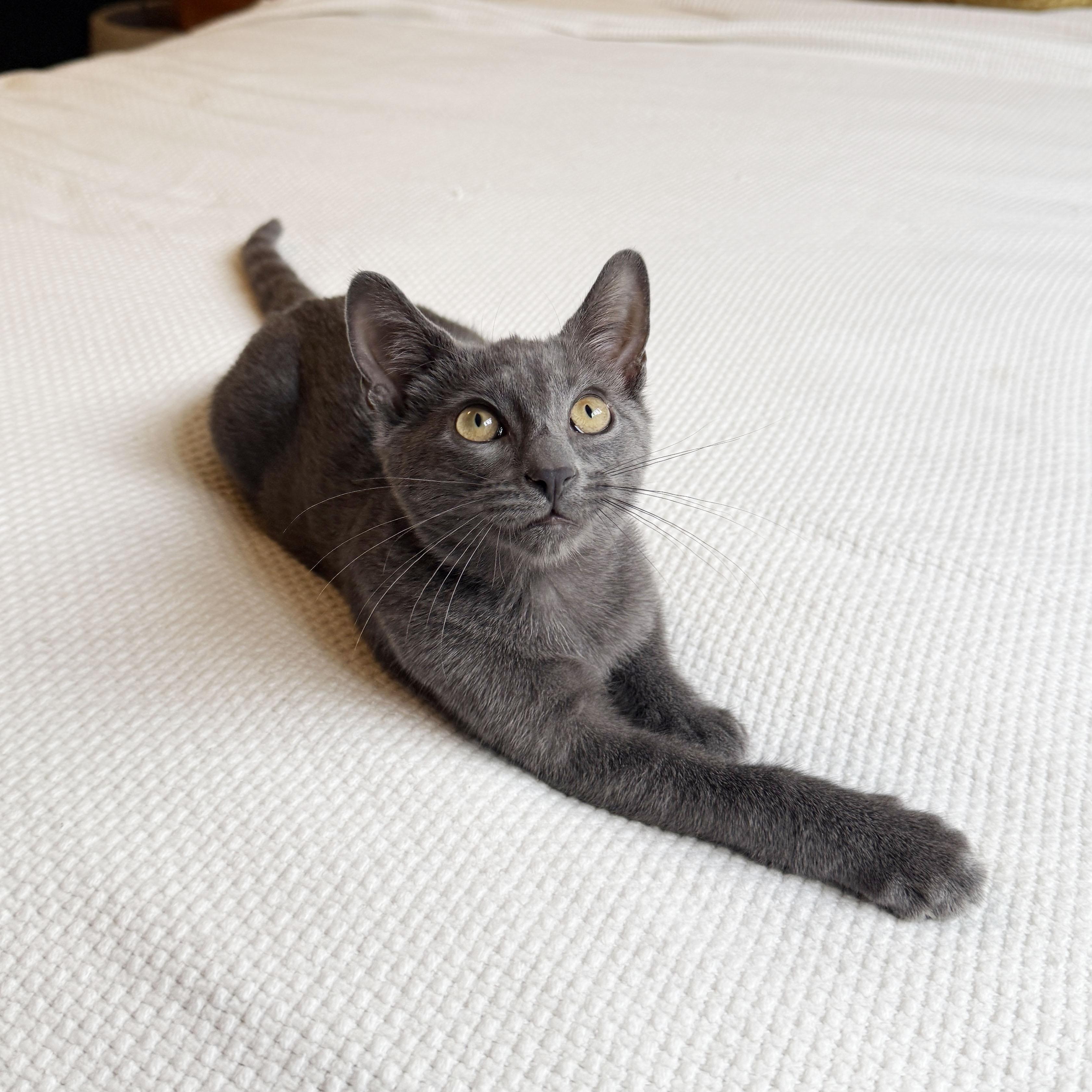 Enlarge Buoy, a ADOPTABLE Domestic Short Hair in BROOKLYN, NY image 4/6