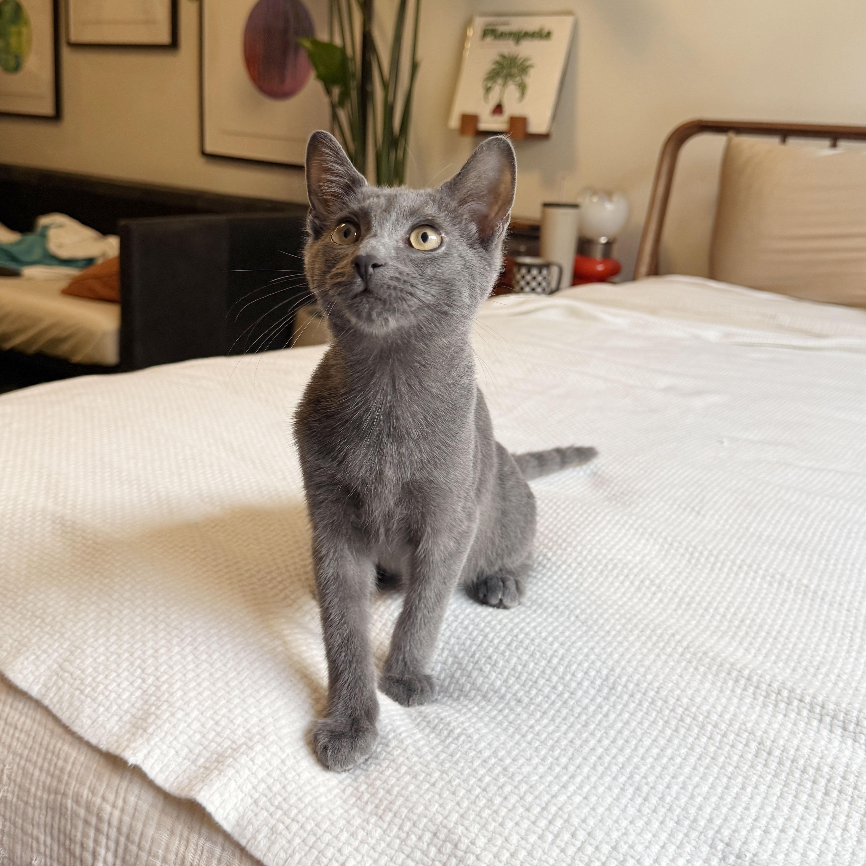 Enlarge Buoy, a ADOPTABLE Domestic Short Hair in BROOKLYN, NY image 5/6