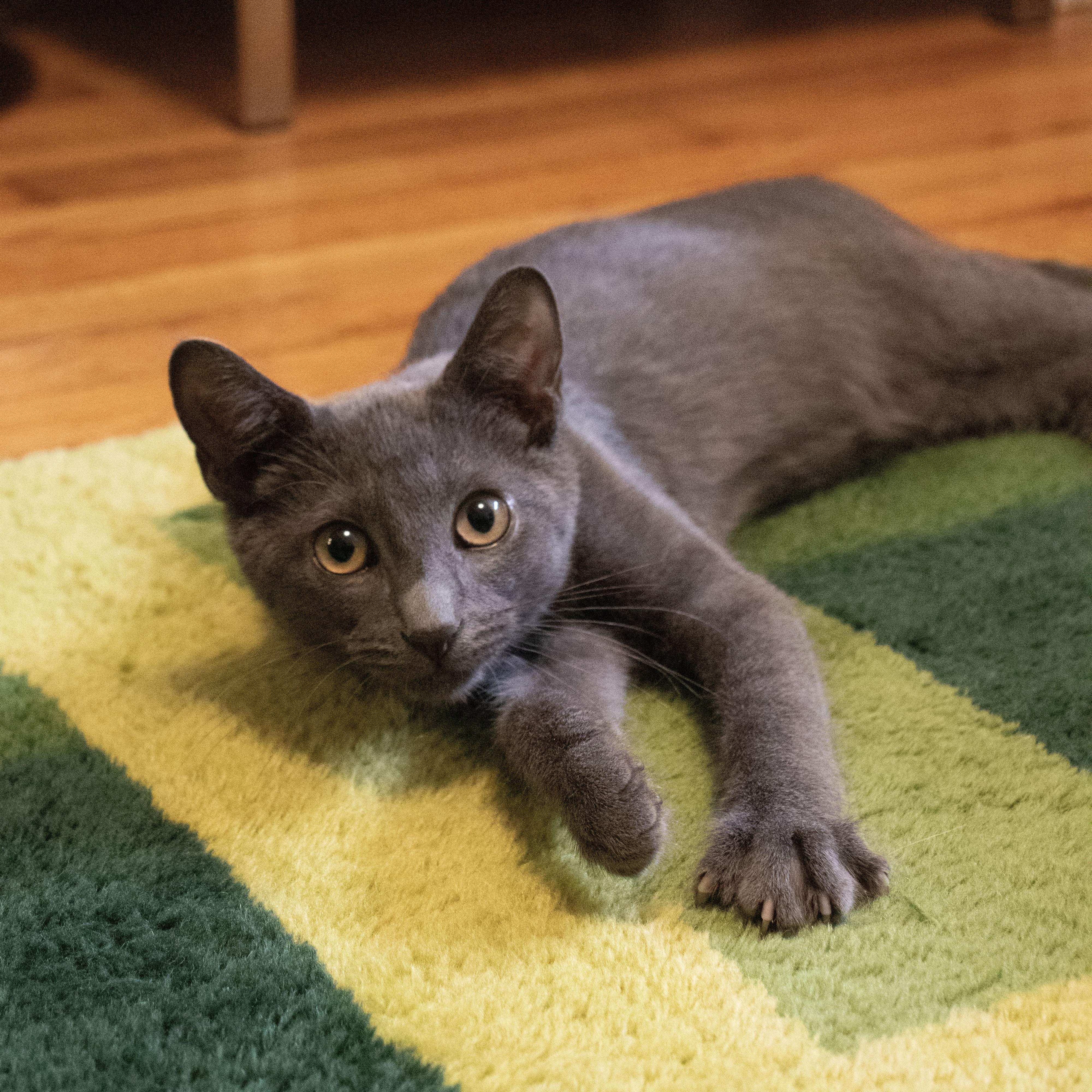 Enlarge Buoy, a ADOPTABLE Domestic Short Hair in BROOKLYN, NY image 3/6