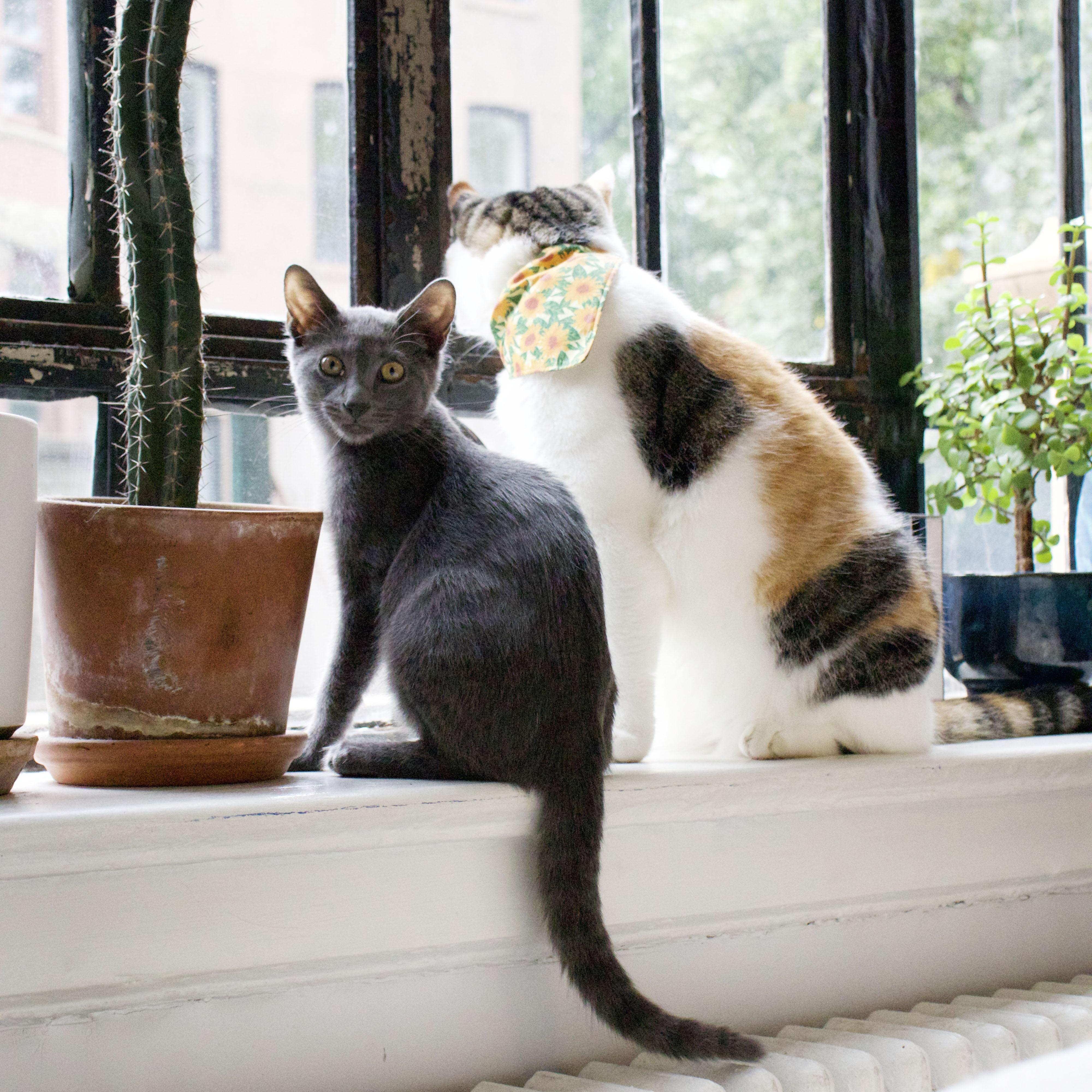 Enlarge Buoy, a ADOPTABLE Domestic Short Hair in BROOKLYN, NY image 6/6