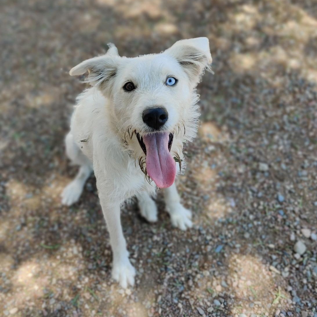 Meet BLOSSOM Shes about 1yr old we think shes mixed with border collie and a 
