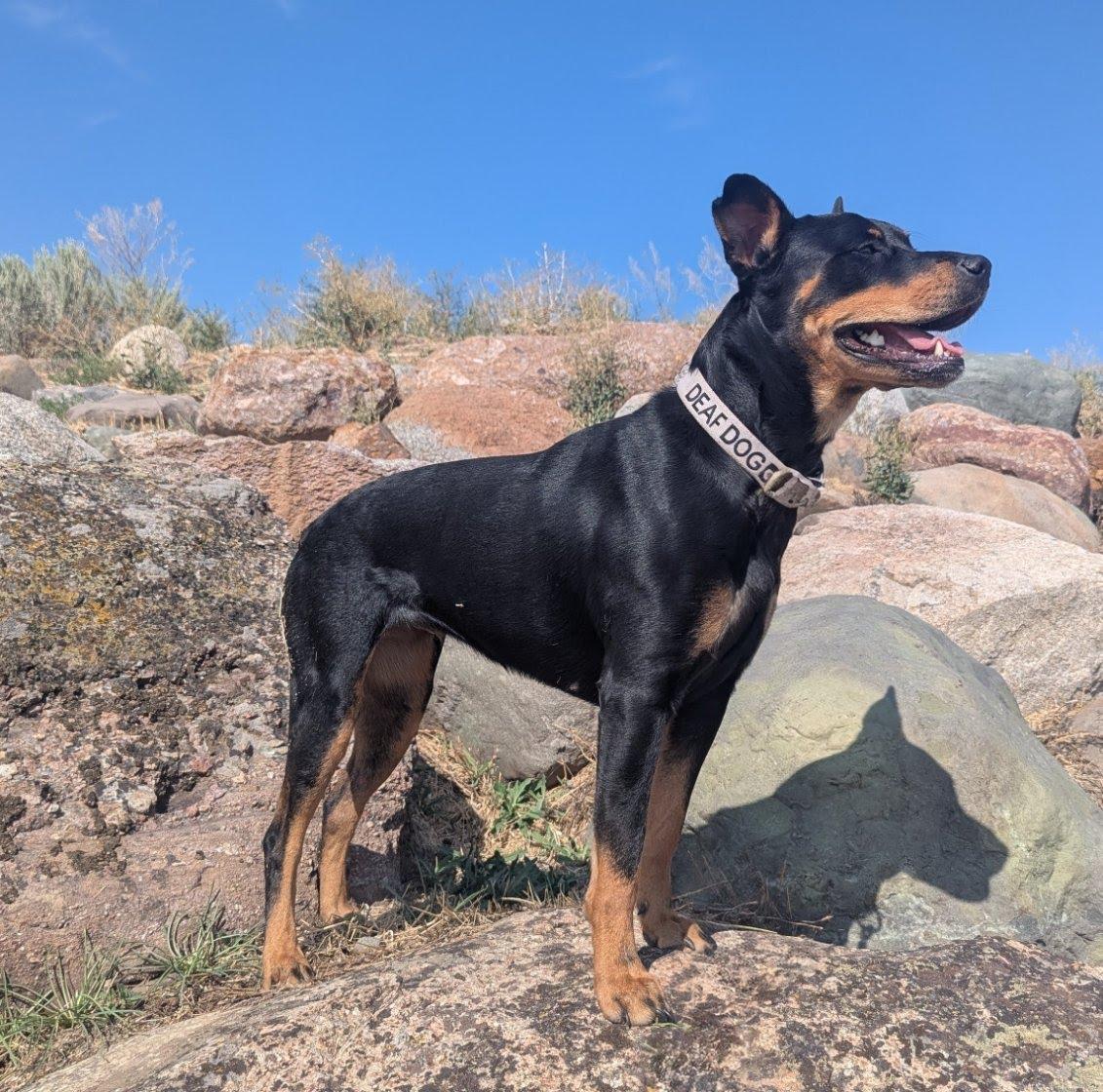 Kila, an adoptable Rottweiler in TWISP, WA, 98856 | Photo Image 4