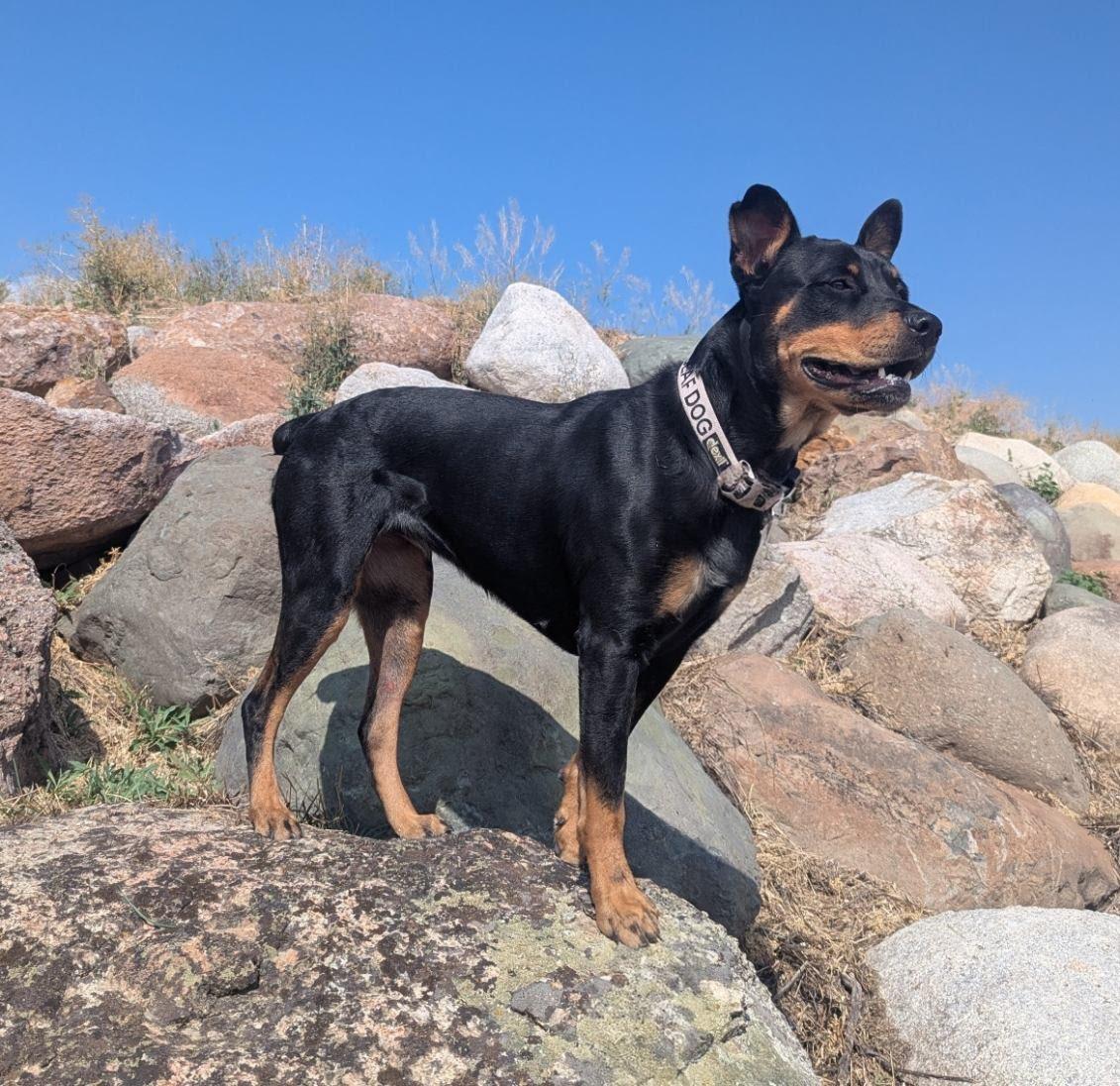 Kila, an adoptable Rottweiler in TWISP, WA, 98856 | Photo Image 1