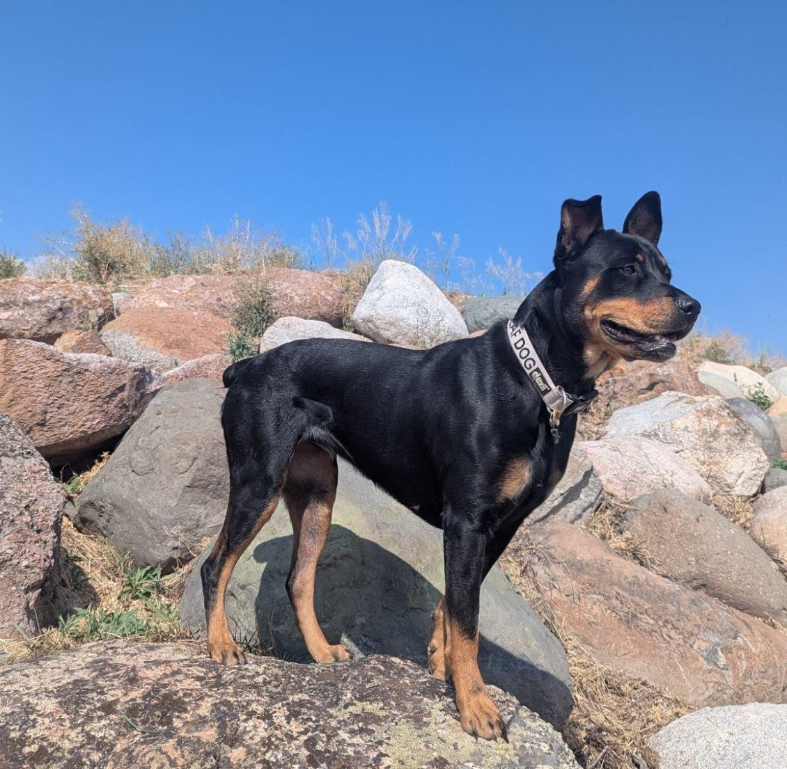 Kila, an adoptable Rottweiler in TWISP, WA, 98856 | Photo Image 3