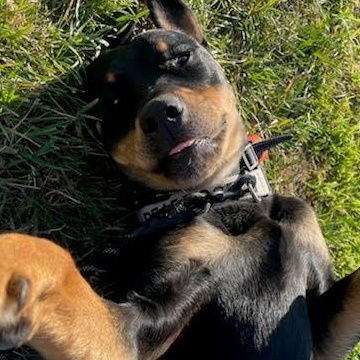 Kila, an adoptable Rottweiler in TWISP, WA, 98856 | Photo Image 5