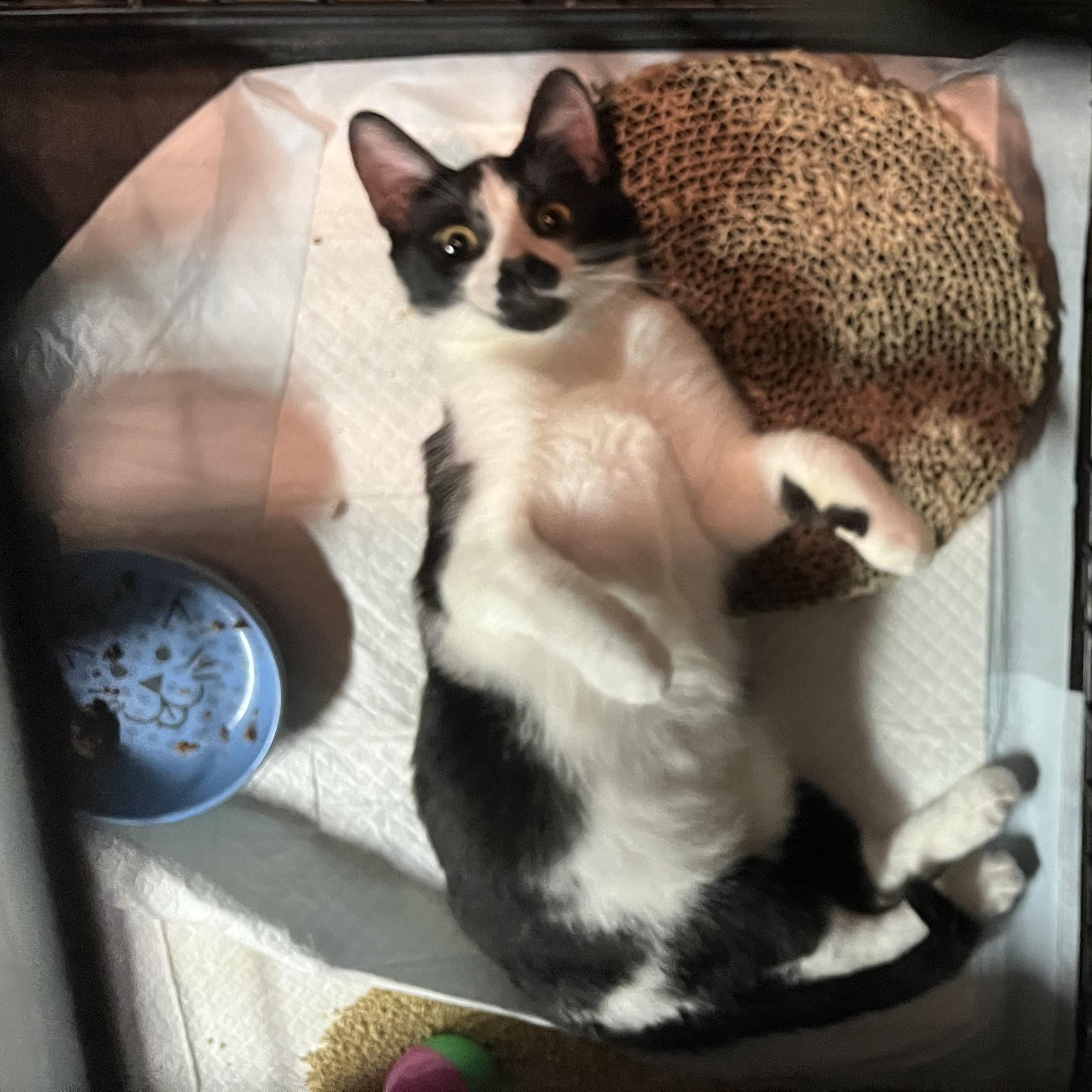 Ezzy, an adopted mixed breed in Santa Ana, CA image 5/6