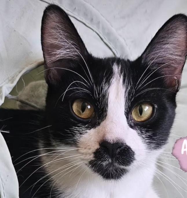 Ezzy, Adoptable, Kitten Female Domestic Short Hair & American Shorthair.