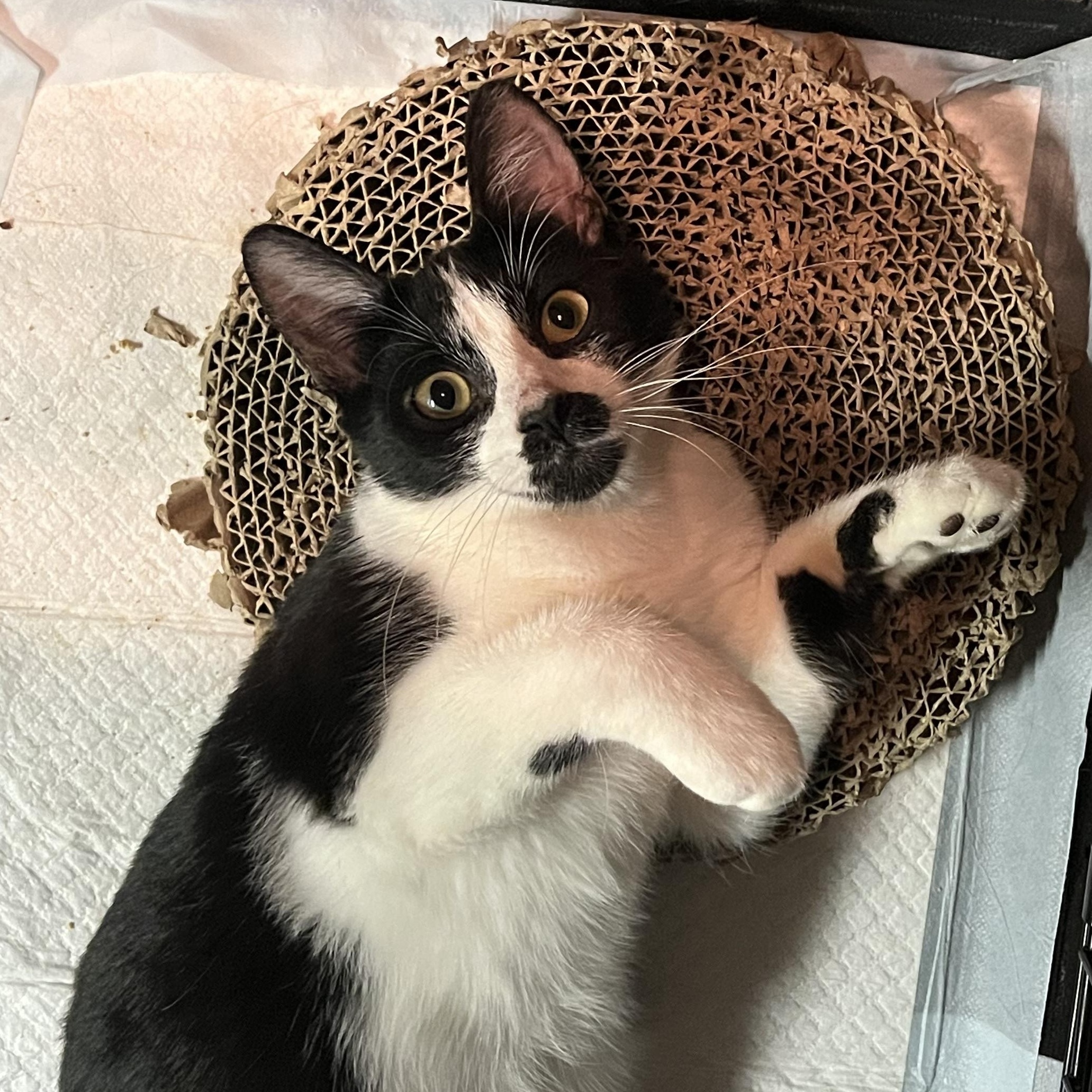 Ezzy — thumbnail 4