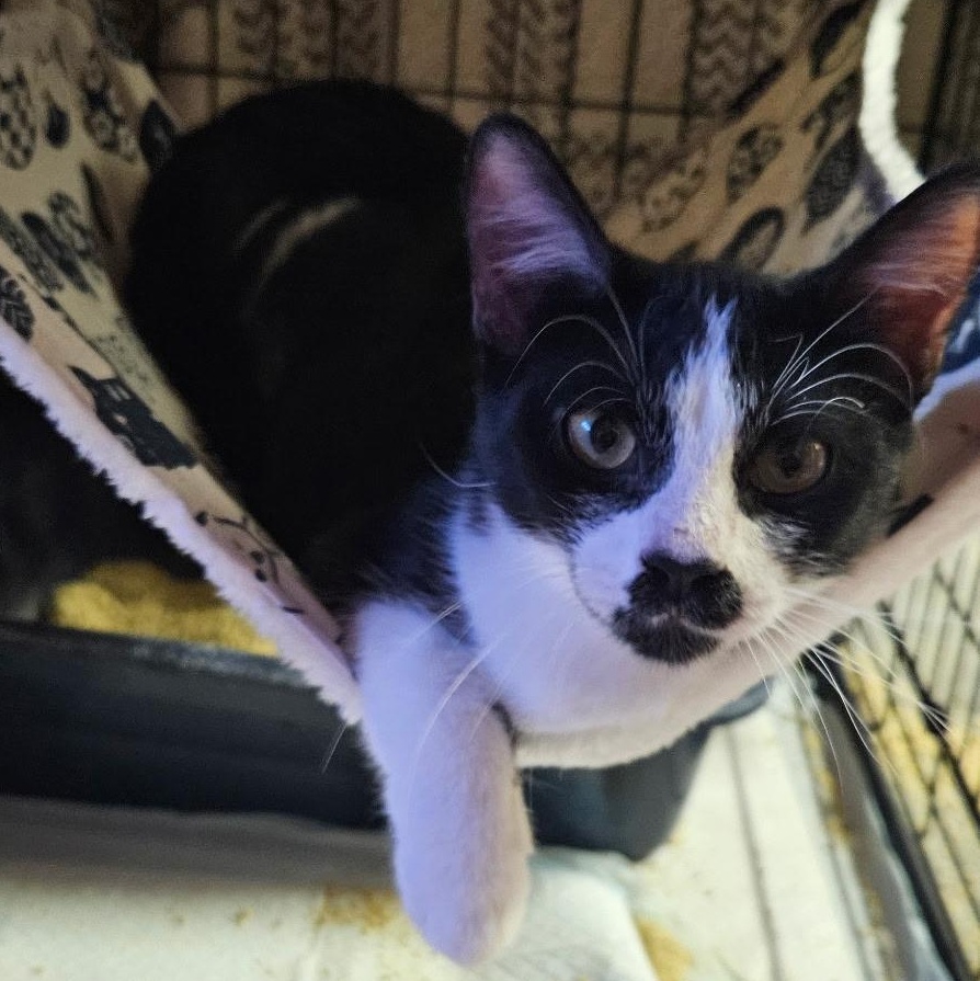 Ezzy, an adopted mixed breed in Santa Ana, CA image 4/6