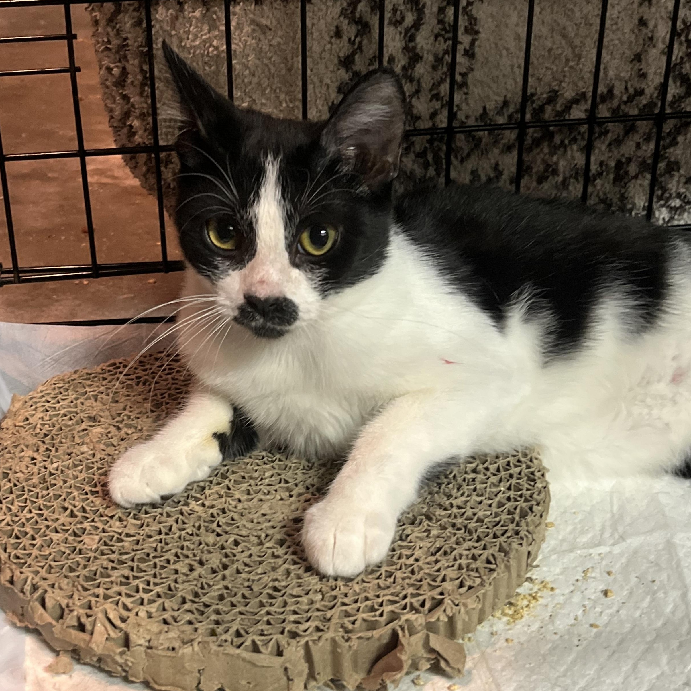 Ezzy, an adopted mixed breed in Santa Ana, CA image 6/6