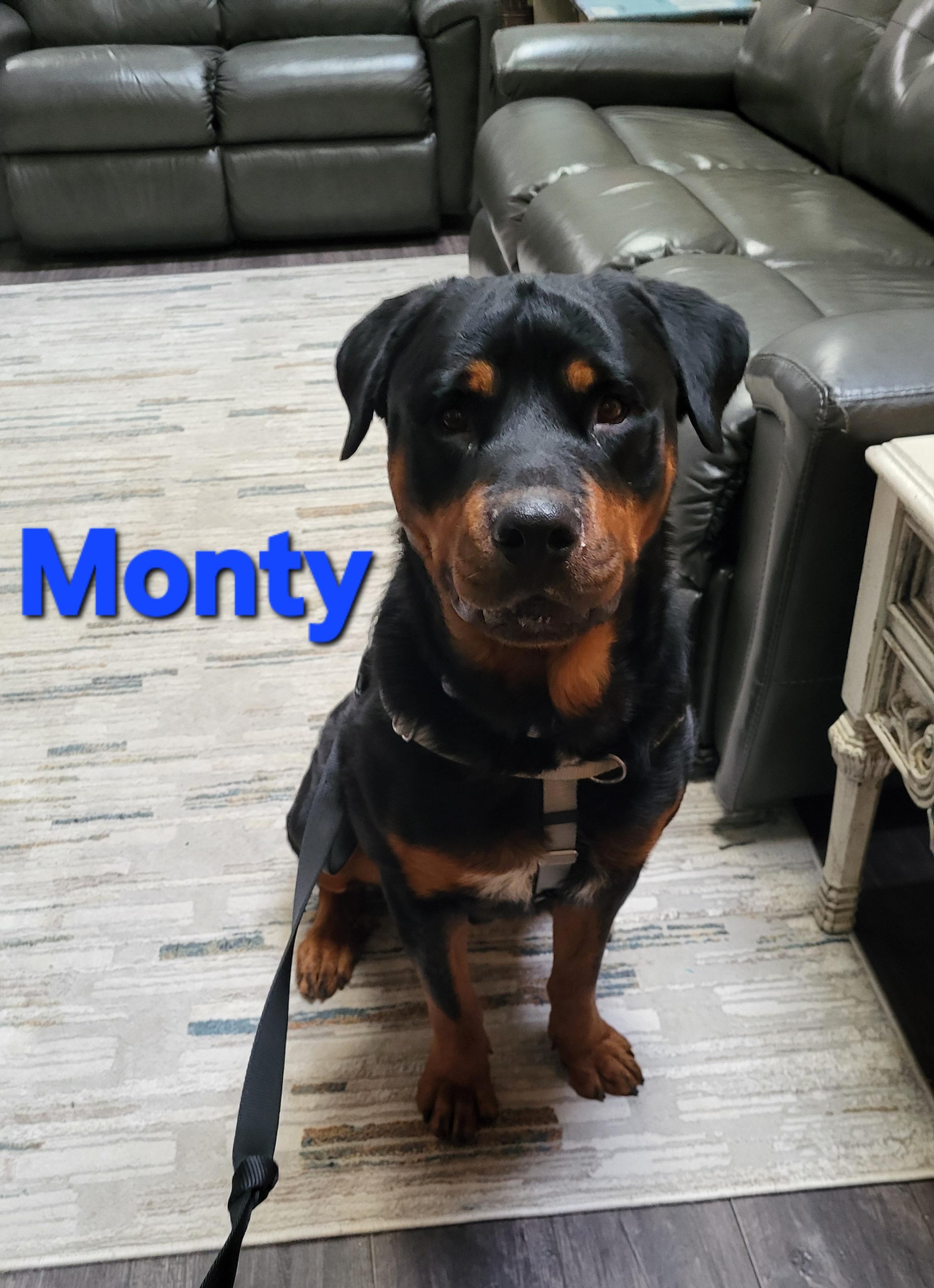 Monty, a ADOPTABLE Rottweiler in Davison, MI image 3/5