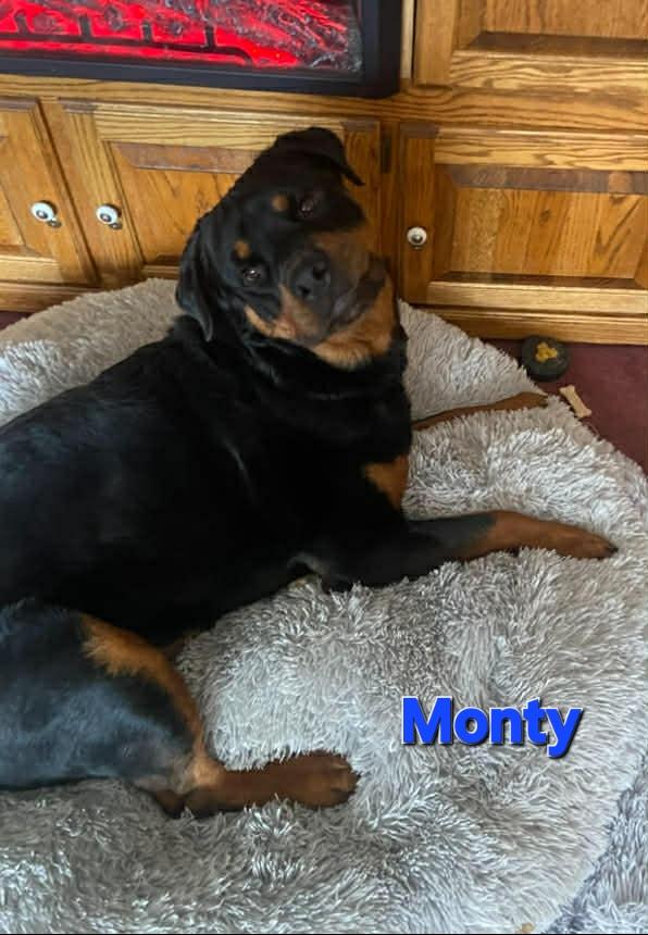 Monty, ADOPTABLE, Young Male Rottweiler.