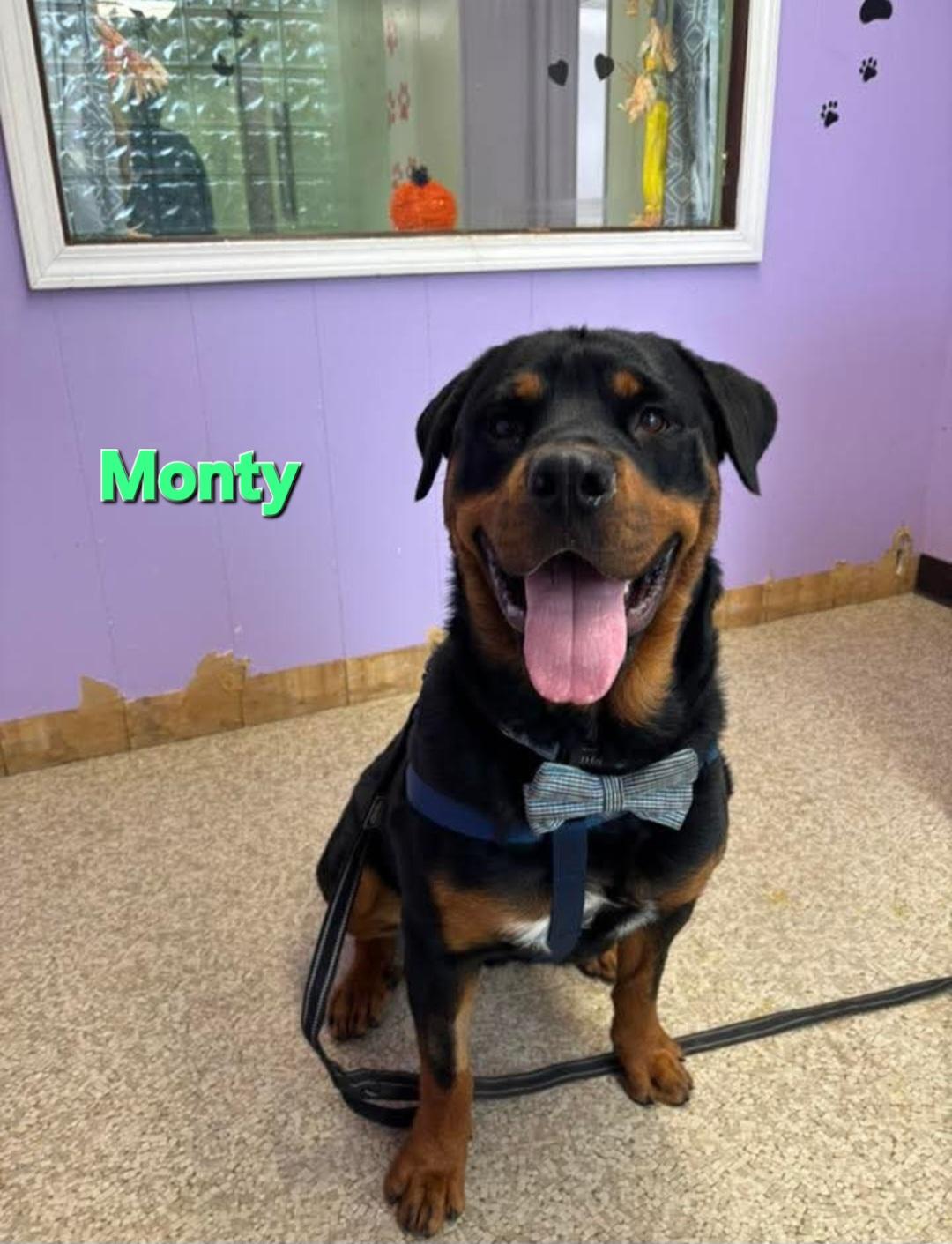 Monty, a ADOPTABLE Rottweiler in Davison, MI image 4/5