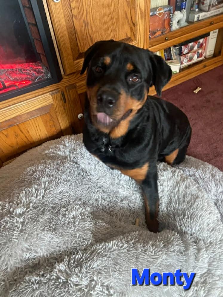 Monty, a ADOPTABLE Rottweiler in Davison, MI image 2/5