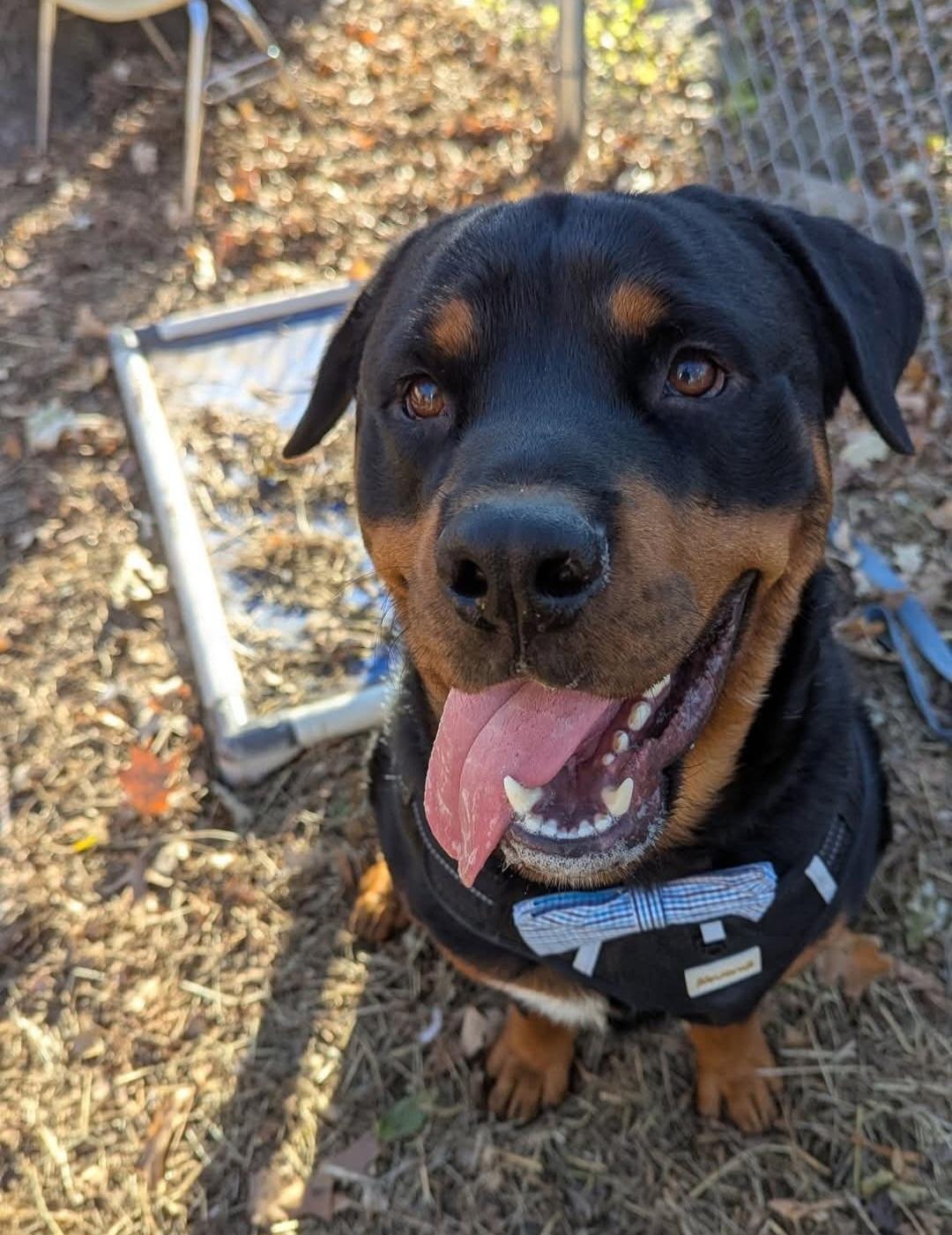 Monty, a ADOPTABLE Rottweiler in Davison, MI image 5/5