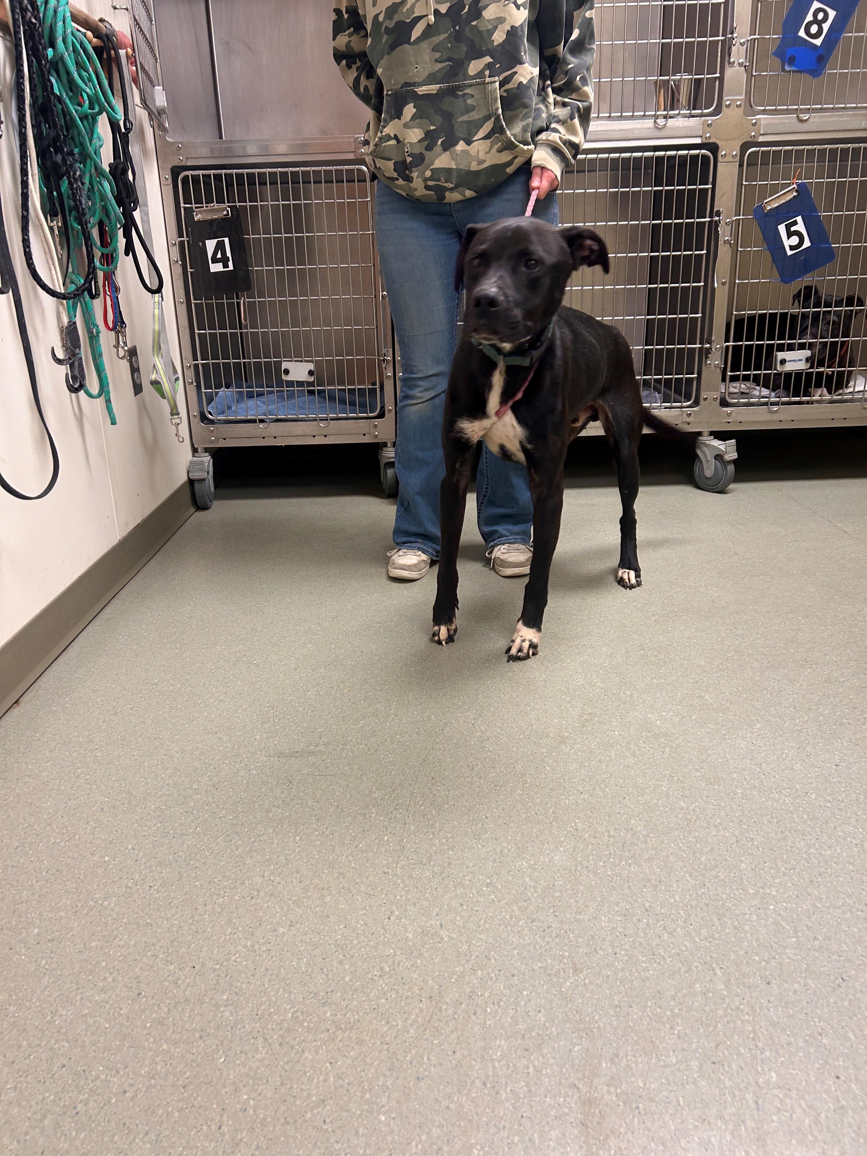 Enlarge 25-0713 "Saint", a ADOPTABLE mixed breed in Leavenworth, KS image 1/1