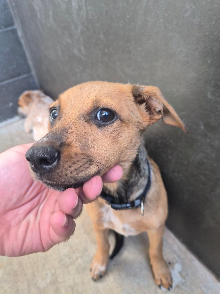 Enlarge Cappy (purple), a Adoptable mixed breed in Mustang, OK image 1/1