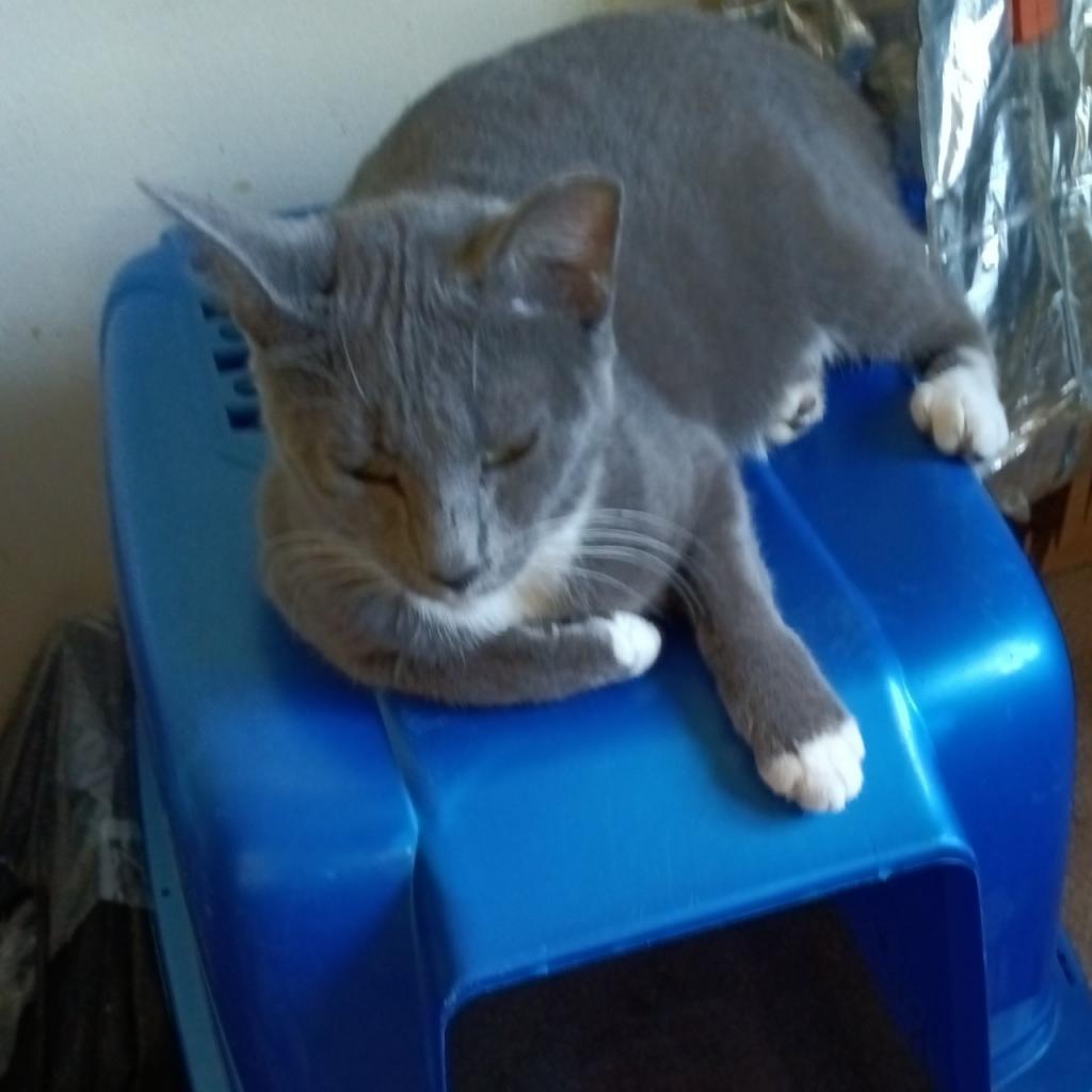 Tux, Adoptable, Adult Male Domestic Short Hair.