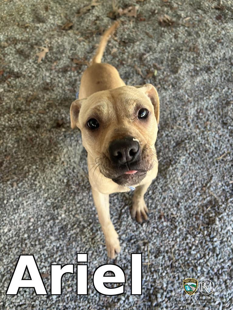 Enlarge Ariel, a Adoptable Pit Bull Terrier in Rocky Mount, NC image 1/2