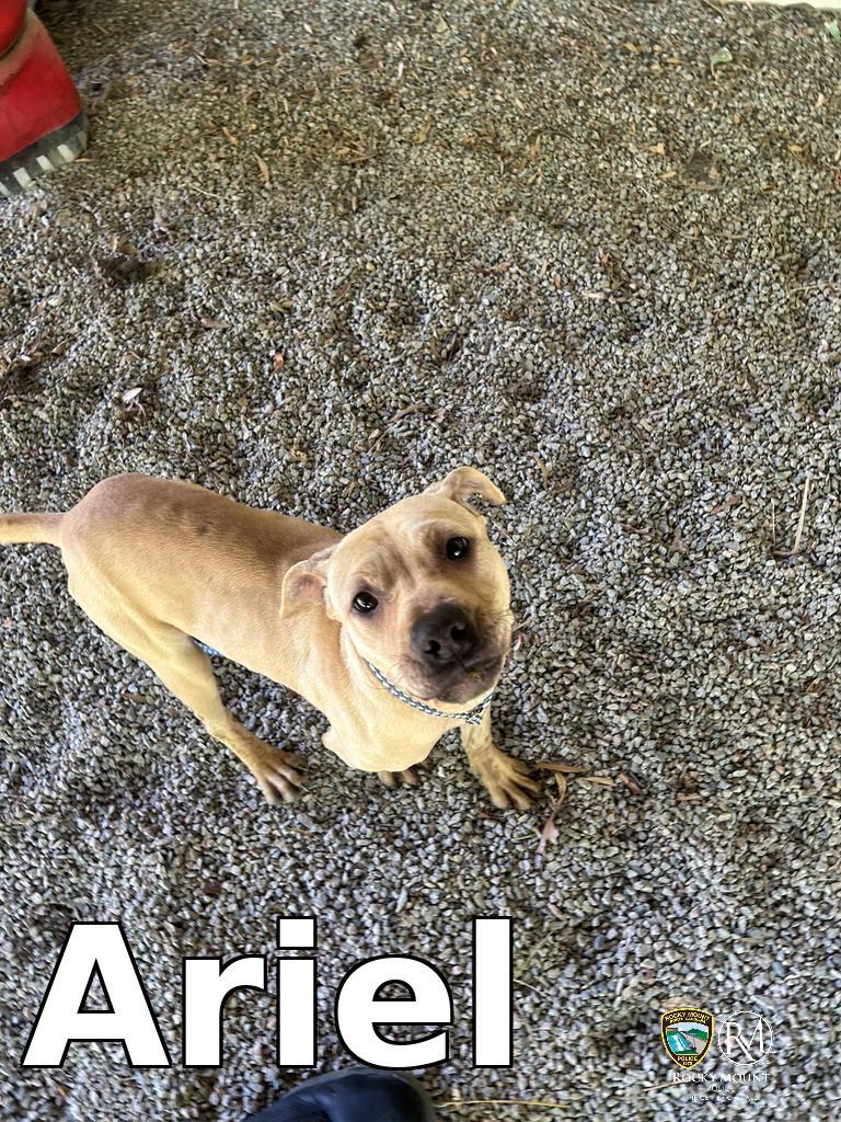 Enlarge Ariel, a Adoptable Pit Bull Terrier in Rocky Mount, NC image 2/2