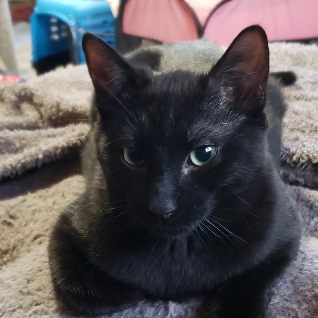 Binx, Adoptable, Kitten Male Domestic Short Hair.