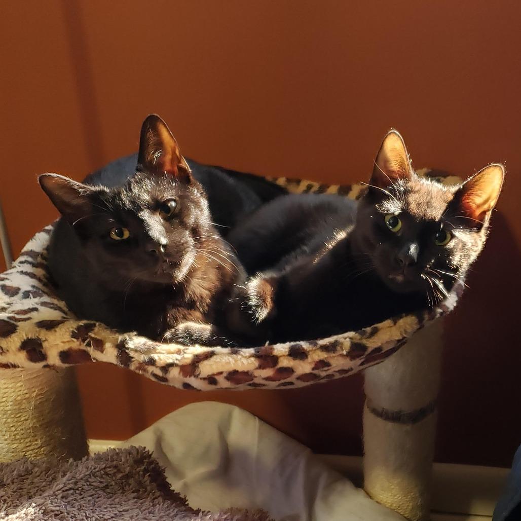 Enlarge Binx, a Adoptable Domestic Short Hair in Tallahassee, FL image 2/3