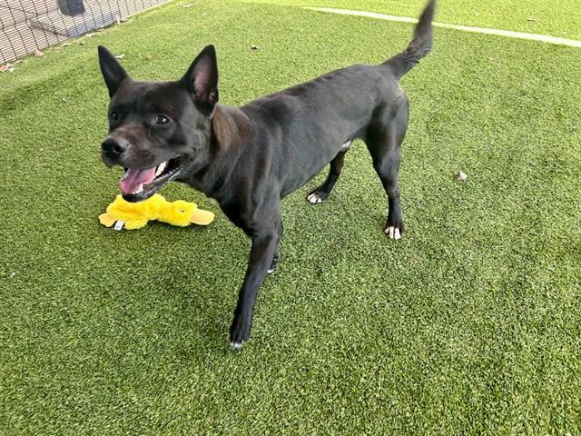 Enlarge FRIJOL, a Adoptable Mixed Breed in Garland, TX image 1/1