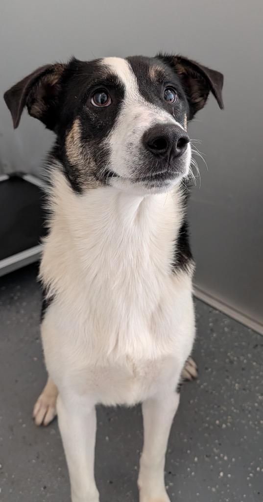 Pip, Adoptable, Young Male Mixed Breed.