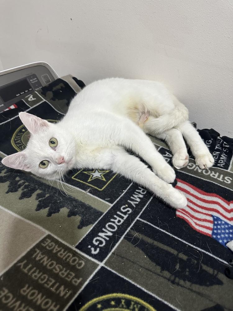 Indigo, Adoptable, Adult Female Domestic Short Hair.