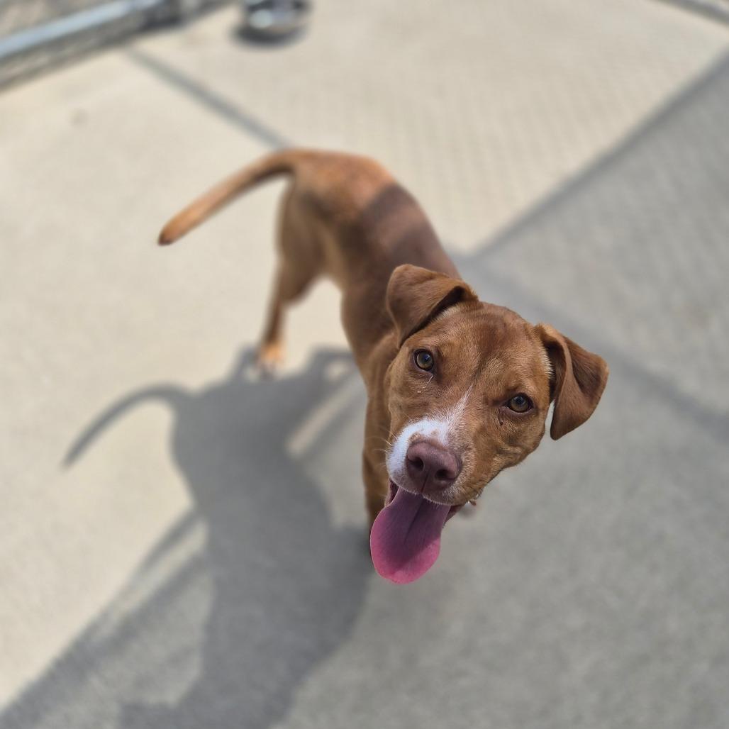 Enlarge Mochi, a Adoptable Mixed Breed in Woodstock, IL image 1/6