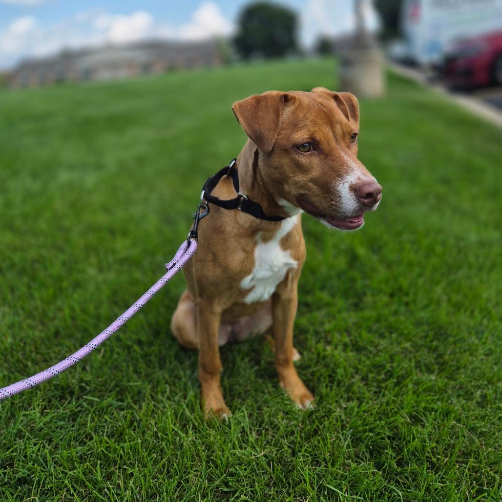 Enlarge Mochi, a Adoptable Mixed Breed in Woodstock, IL image 2/6