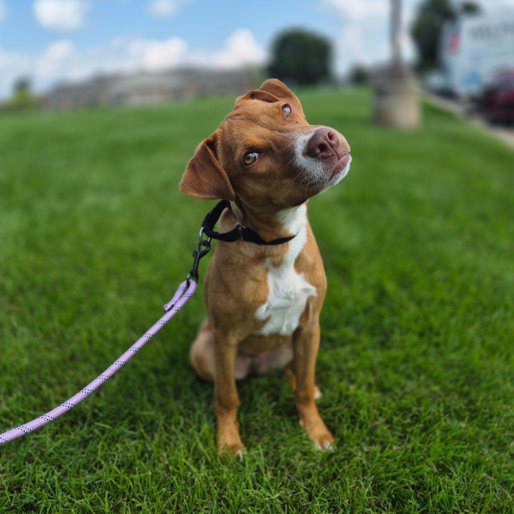 Enlarge Mochi, a Adoptable Mixed Breed in Woodstock, IL image 3/6