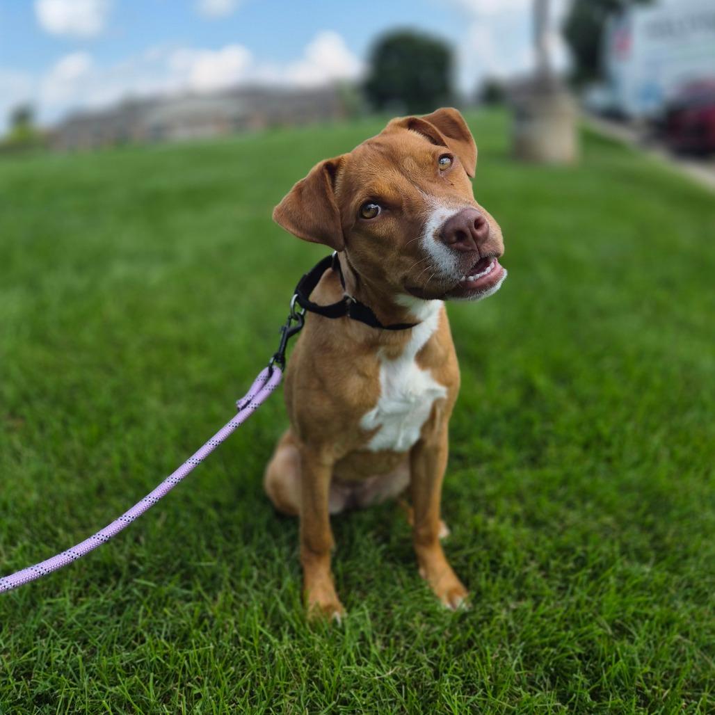 Enlarge Mochi, a Adoptable Mixed Breed in Woodstock, IL image 4/6