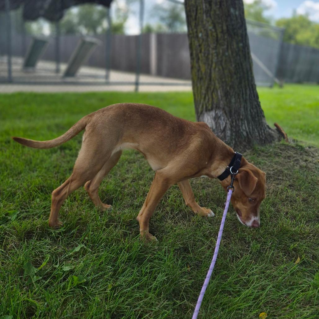 Enlarge Mochi, a Adoptable Mixed Breed in Woodstock, IL image 5/6