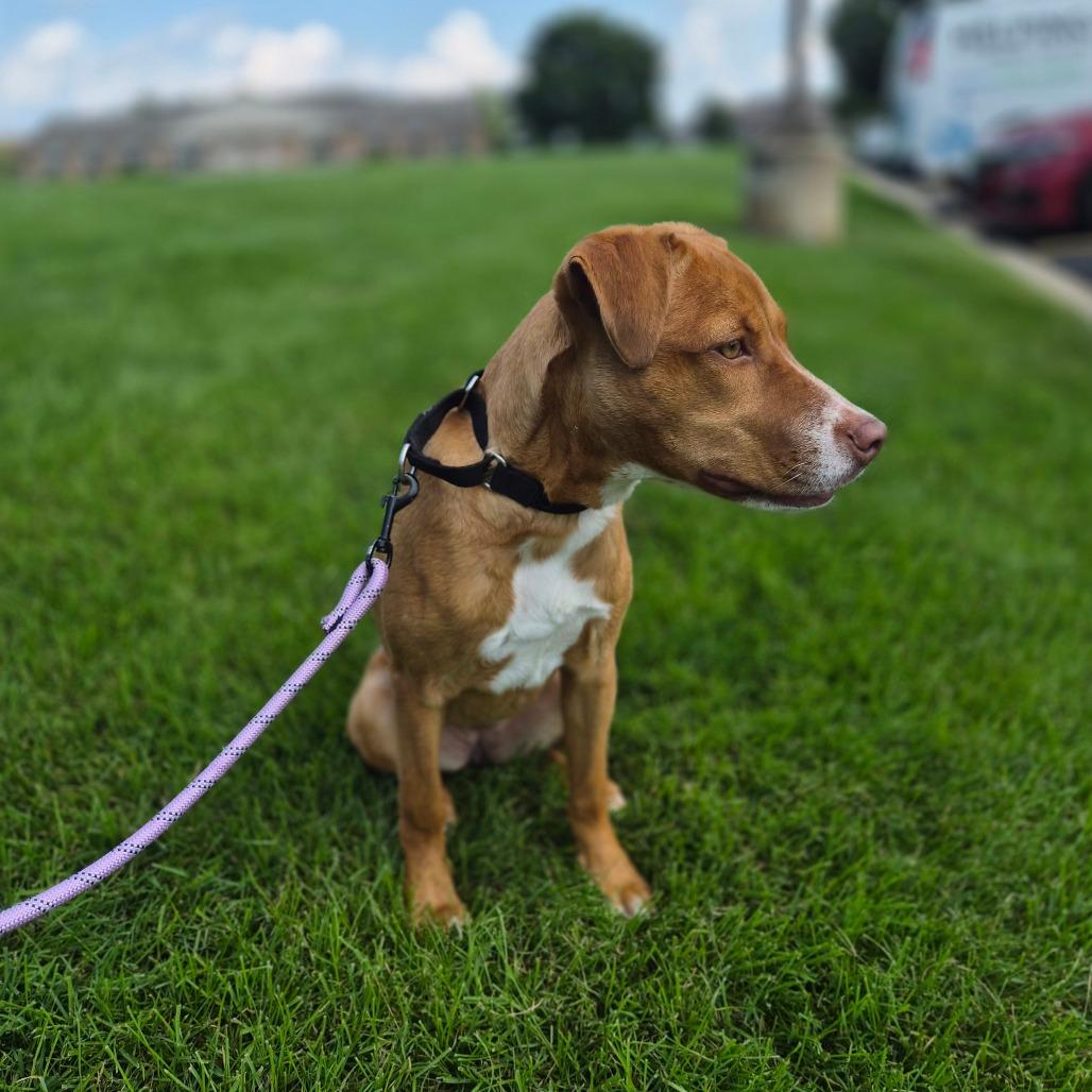 Enlarge Mochi, a Adoptable Mixed Breed in Woodstock, IL image 6/6