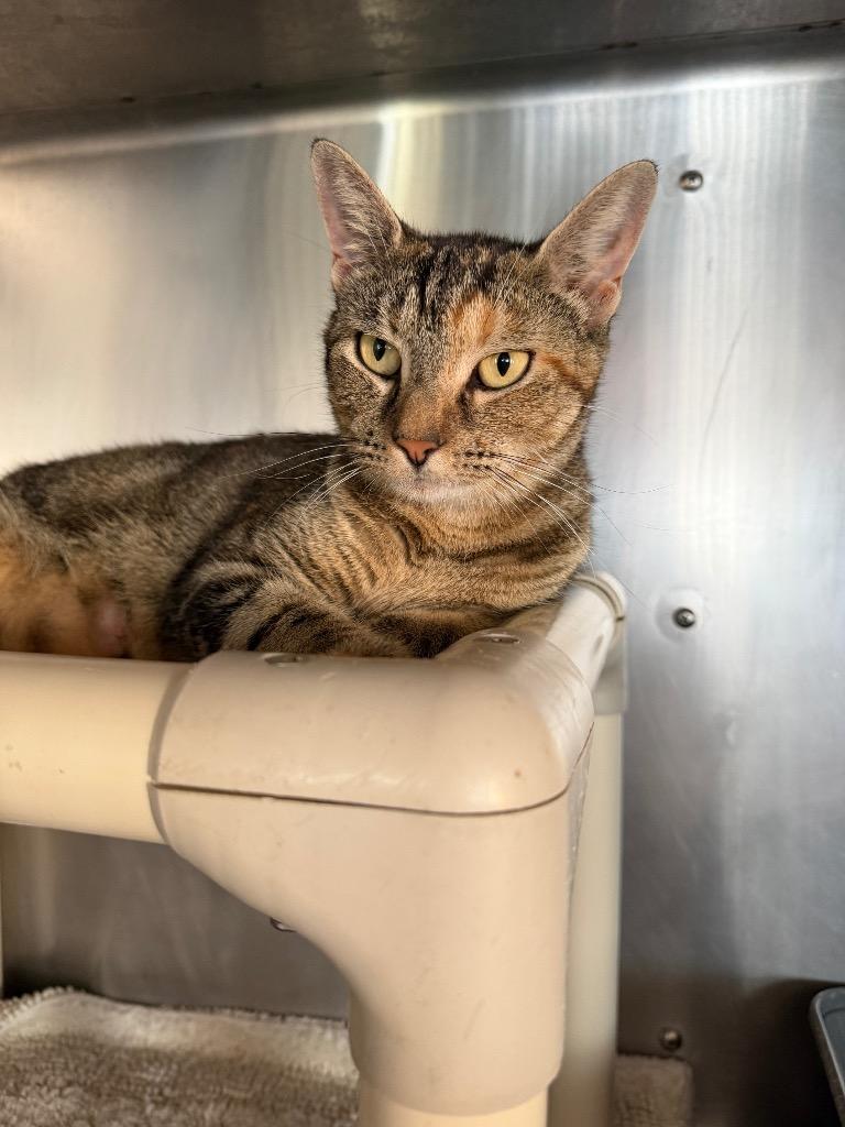 Ziti, Adoptable, Young Female Domestic Short Hair.