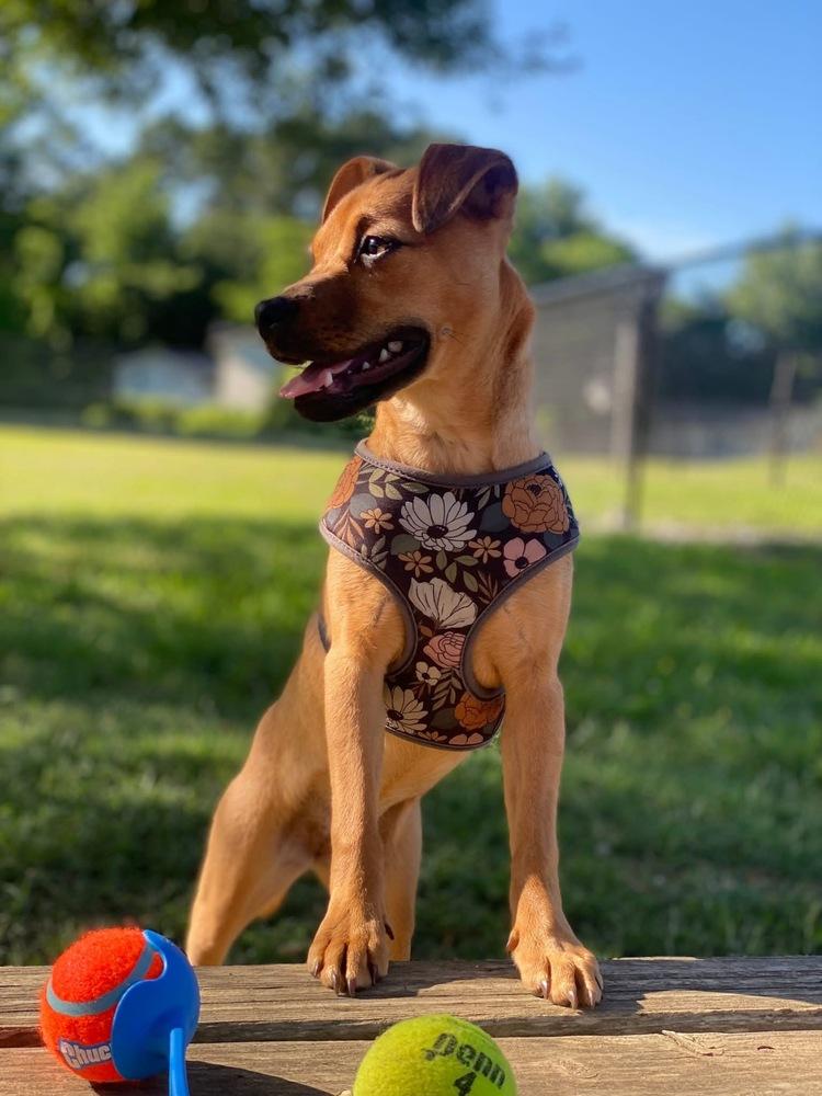 Gigi, a Adoptable mixed breed in Chattanooga, TN image 1/3