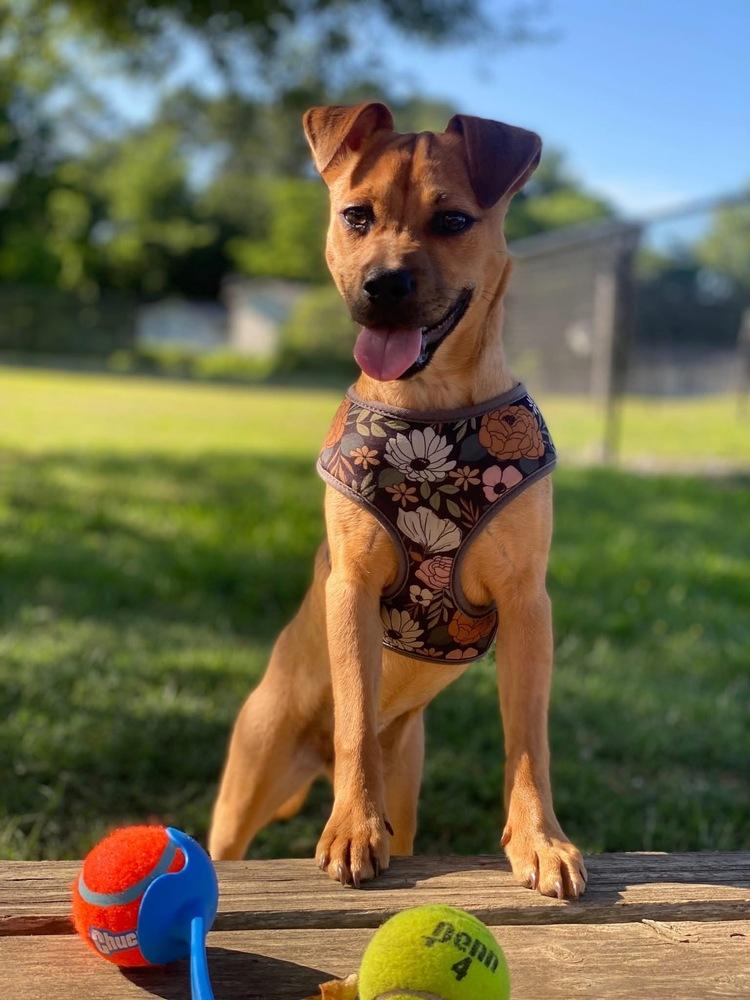 Gigi, a Adoptable mixed breed in Chattanooga, TN image 2/3