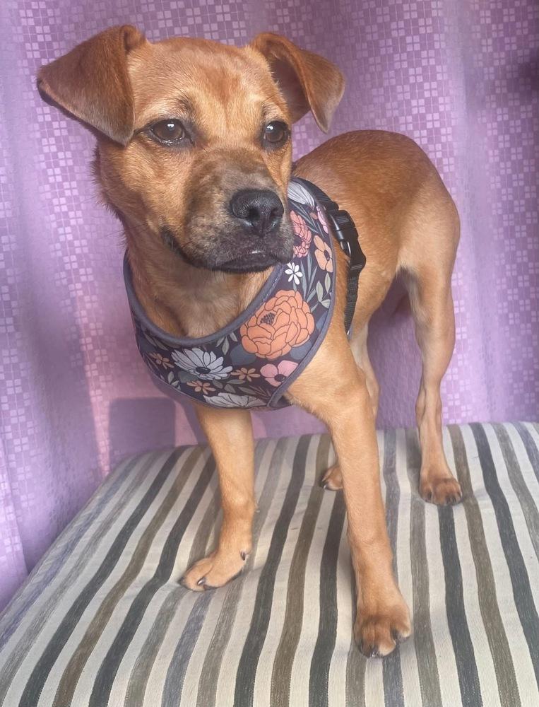 Gigi, a Adoptable mixed breed in Chattanooga, TN image 3/3